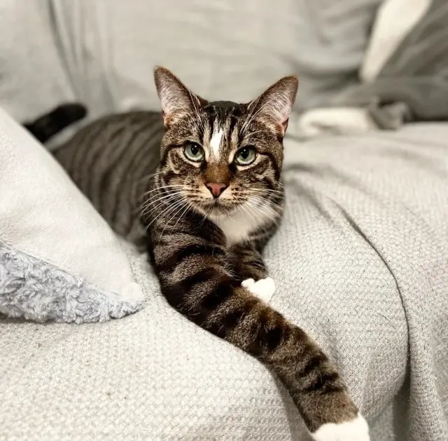 chat lost   59420 Mouvaux Oscar