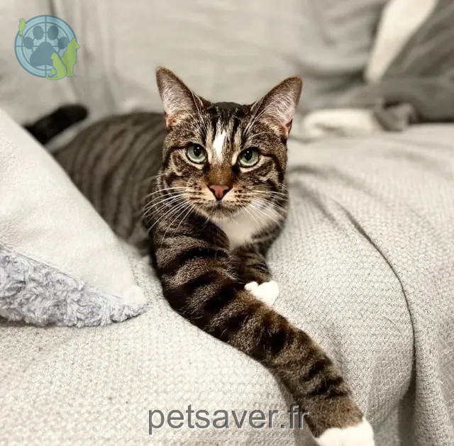 cat lost 59420 Mouvaux Oscar cat lost 59420 Mouvaux Oscar