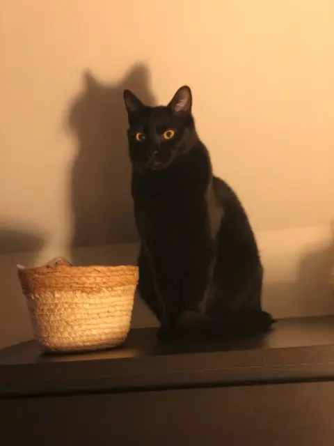 chat lost   59133 Camphin-en-Carembault Oslo
