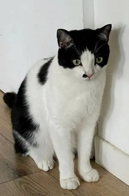 gato perdido 59290 Wasquehal Otis gato lost 59290 Wasquehal Otis