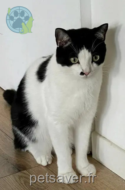 gatto perso 59290 Wasquehal Otis gatto lost 59290 Wasquehal Otis
