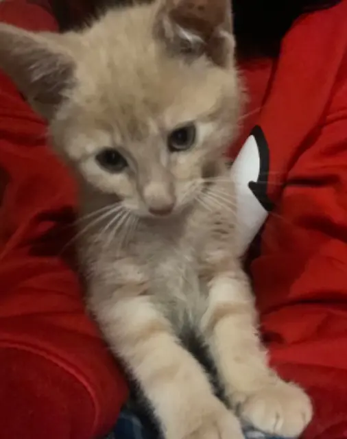 chat lost   59100 Roubaix Ozzy