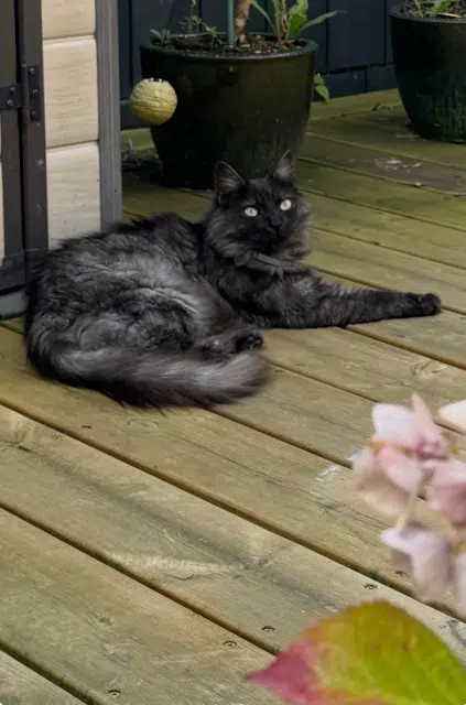 chat lost   59253 La Gorgue Pablo