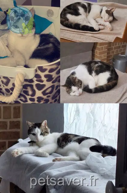 chat lost   59540 Caudry Paco
