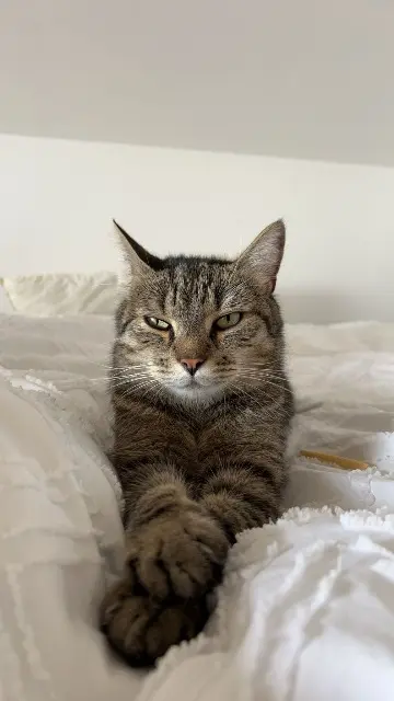 chat lost   59242 Genech Paco