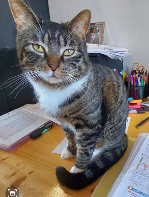 chat lost   59210 Coudekerque-Branche Pacô