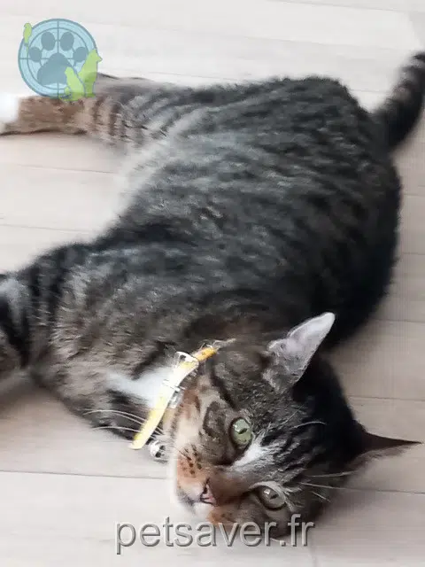 Kater lost   59100 Roubaix Papatte