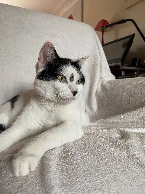 chat lost   59554 Neuville-Saint-Rémy Patapouf