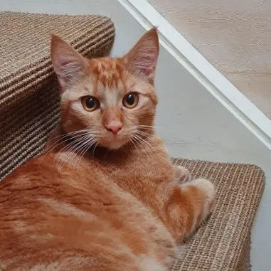Kater vermisst 59710 Avelin Pepito Kater lost 59710 Avelin Pepito