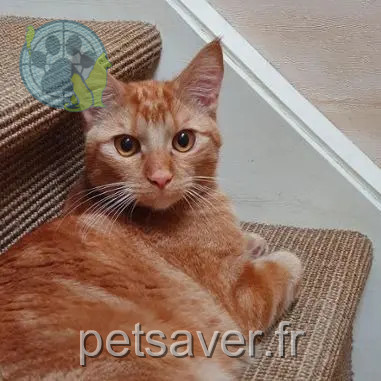kater vermist 59710 Avelin Pepito kater lost 59710 Avelin Pepito