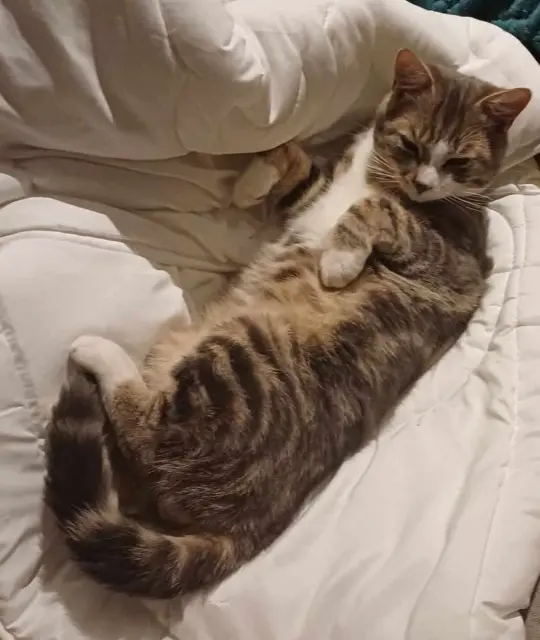 chat lost   59554 Bantigny Petit chat