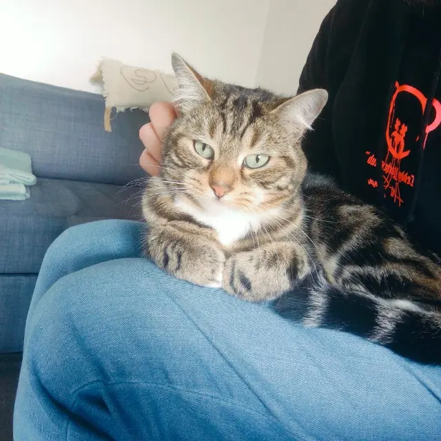 chat lost    Villeneuve-d'Ascq Petites pattes