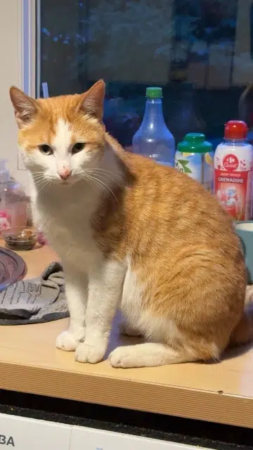 chat lost   59320 Haubourdin Pikachu