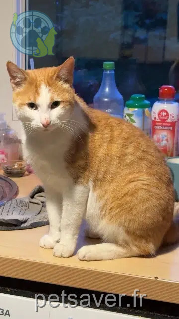 Kater vermisst 59320 Haubourdin Pikachu Kater lost 59320 Haubourdin Pikachu