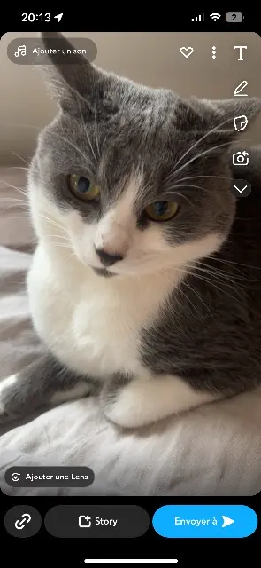 chat lost   59200 Tourcoing pilou