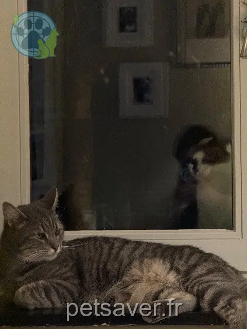 chat lost   59163 Condé-sur-l'Escaut Pilousse
