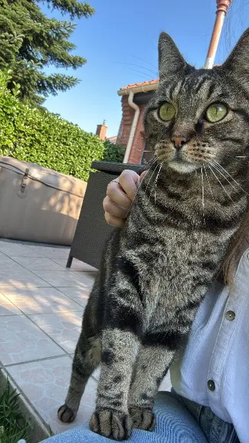 cat lost   59390 Lys-lez-Lannoy Pirate