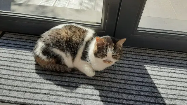 chat lost    Villeneuve-d'Ascq Plouf