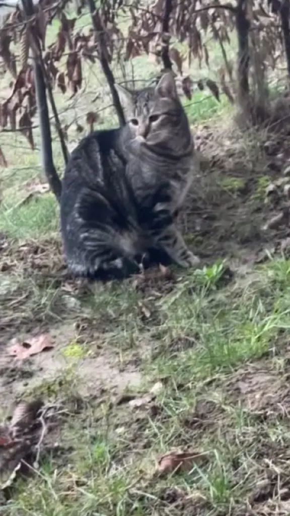 Chat Perdu 59 Nord - Poupi Chat Perdu 59 Nord - Poupi