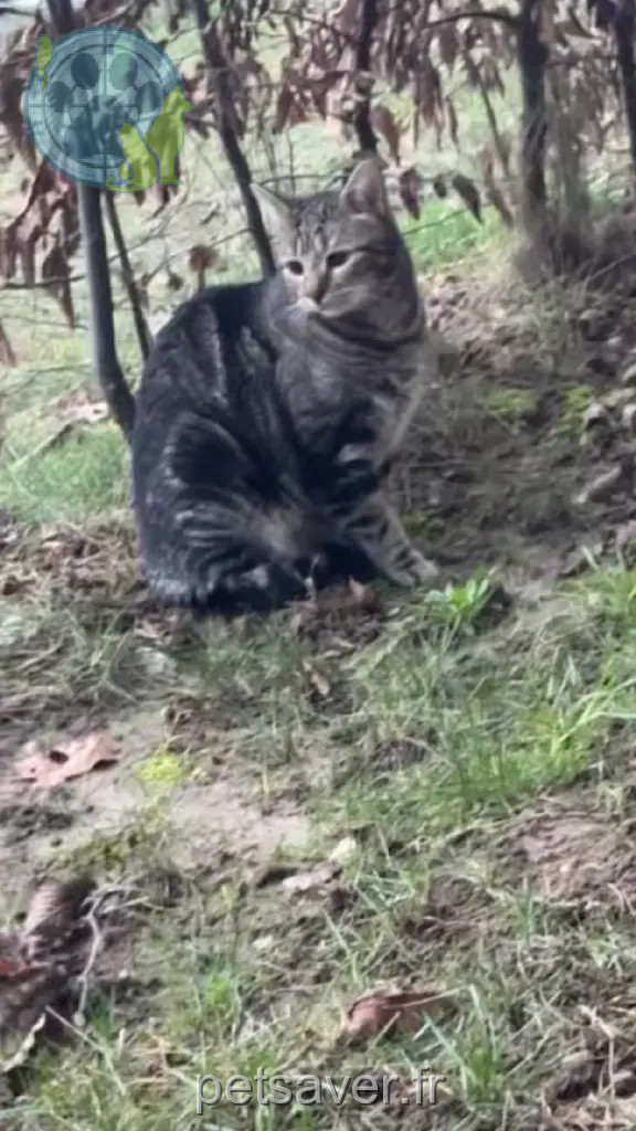 Chat Perdu 59 Nord - Poupi Chat Perdu 59 Nord - Poupi