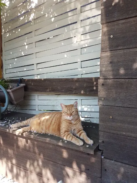 chat lost   59280 Armentières Pumky