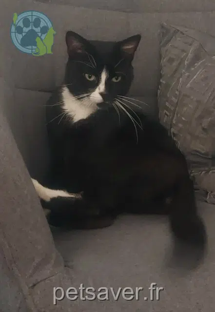 chat lost   59178 Hasnon Pépito