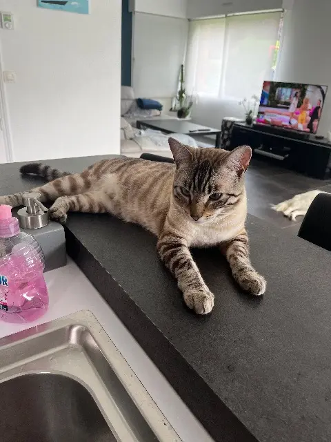 chat lost   59710 Avelin Raoul