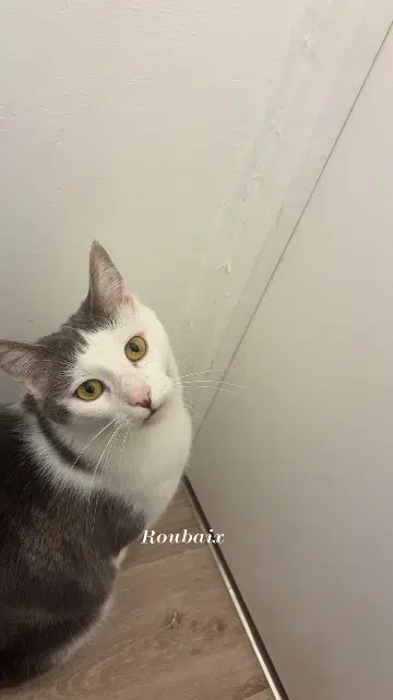 chat lost   59100 Roubaix Rayzo