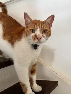 chat lost   59700 Marcq-en-Barœul Robinson