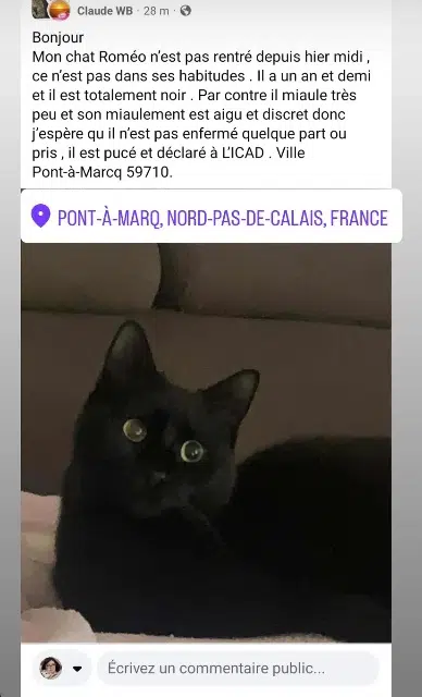 chat lost   59710 Pont-à-Marcq Romeo
