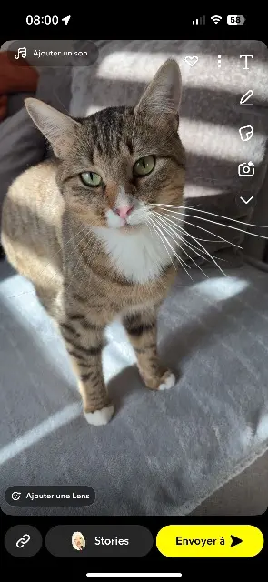 chat lost   59780 Baisieux Roméo