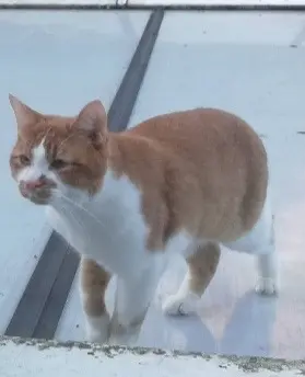 cat lost 59100 Roubaix Roucky cat lost 59100 Roubaix Roucky