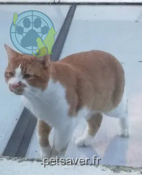 Kater vermisst 59100 Roubaix Roucky Kater lost 59100 Roubaix Roucky