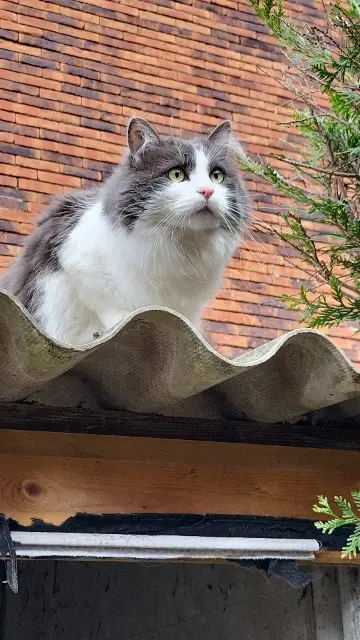chat lost   59200 Tourcoing Roudoudou