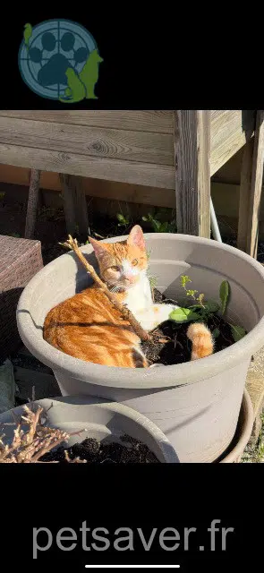 Kater lost   59150 Wattrelos Roukie