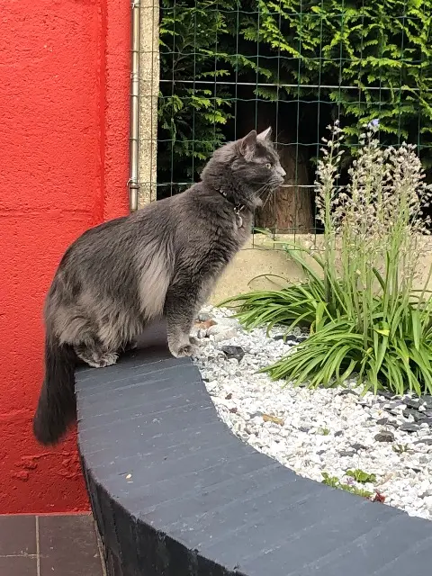 chat lost   59810 Lesquin Ruben