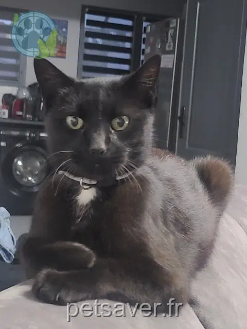 chat lost   59150 Wattrelos Ryuk