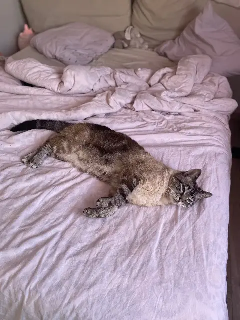 chat lost   59120 Loos Sam