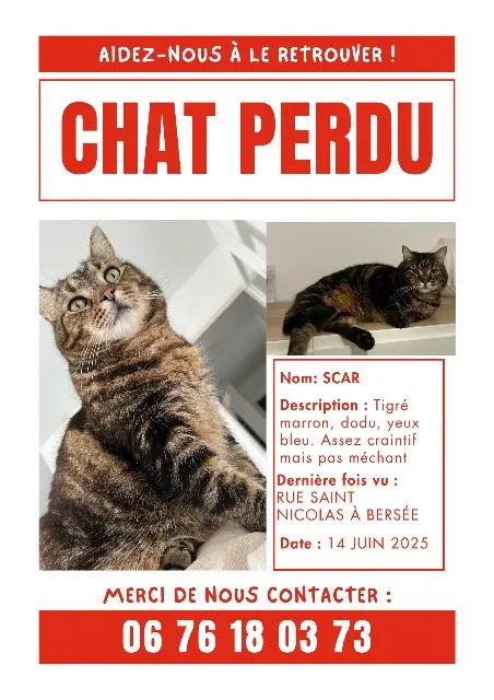 chat lost   59235 Bersée Scar