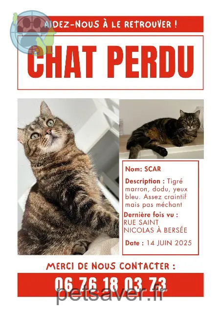gato perdido 59235 Bersée Scar gato lost 59235 Bersée Scar