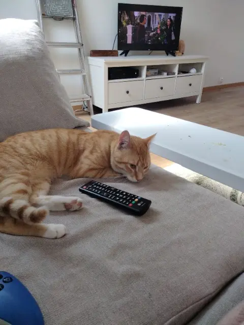 chat lost   59200 Tourcoing Senzu