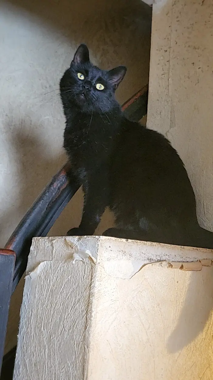 Chat Perdu 59 Nord - Shadow Chat Perdu 59 Nord - Shadow