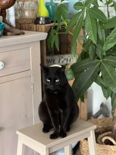 chat lost   59211 Santes Shadow