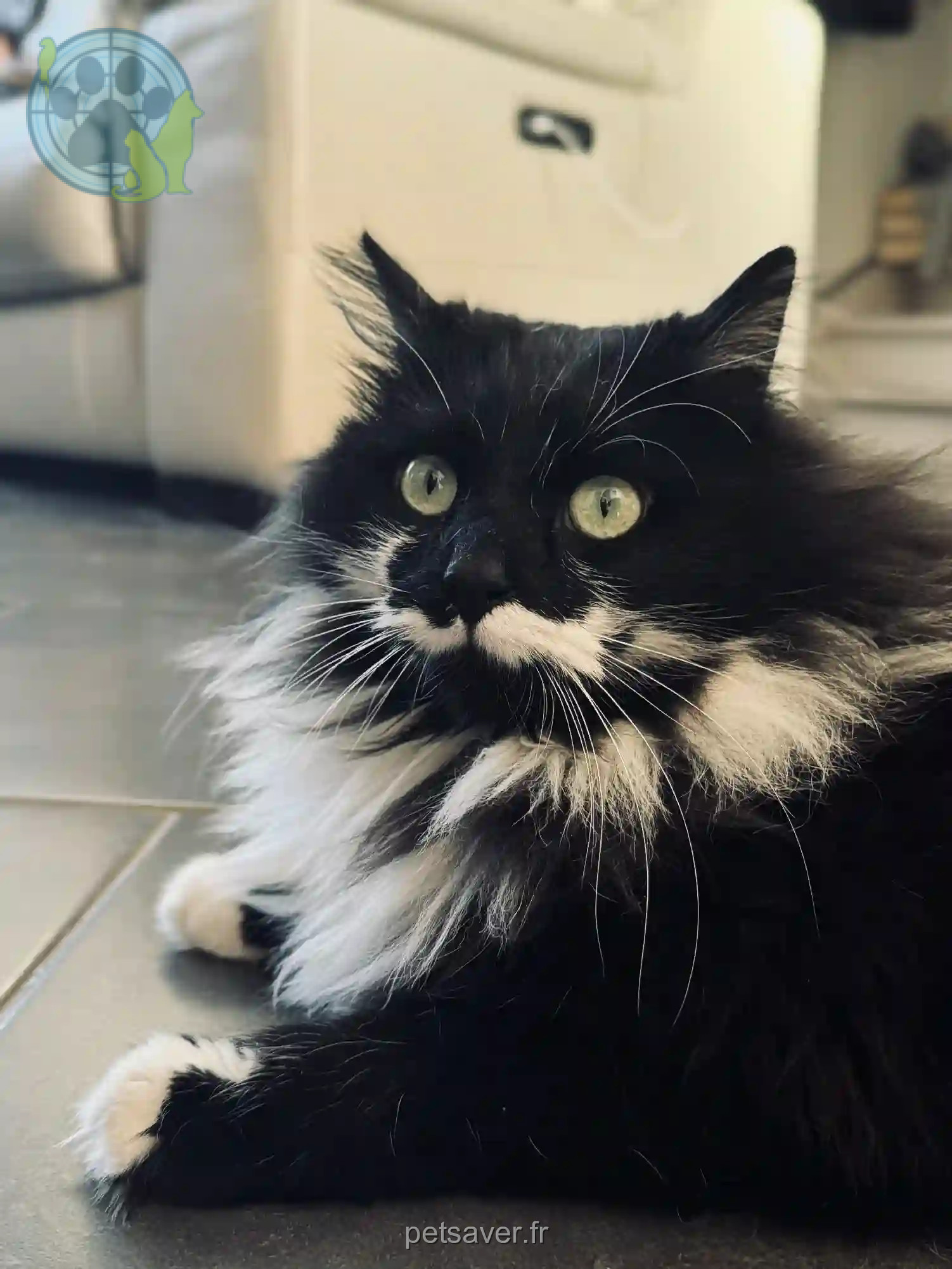 Chat Perdu 59 Nord - Sherlock Chat Perdu 59 Nord - Sherlock