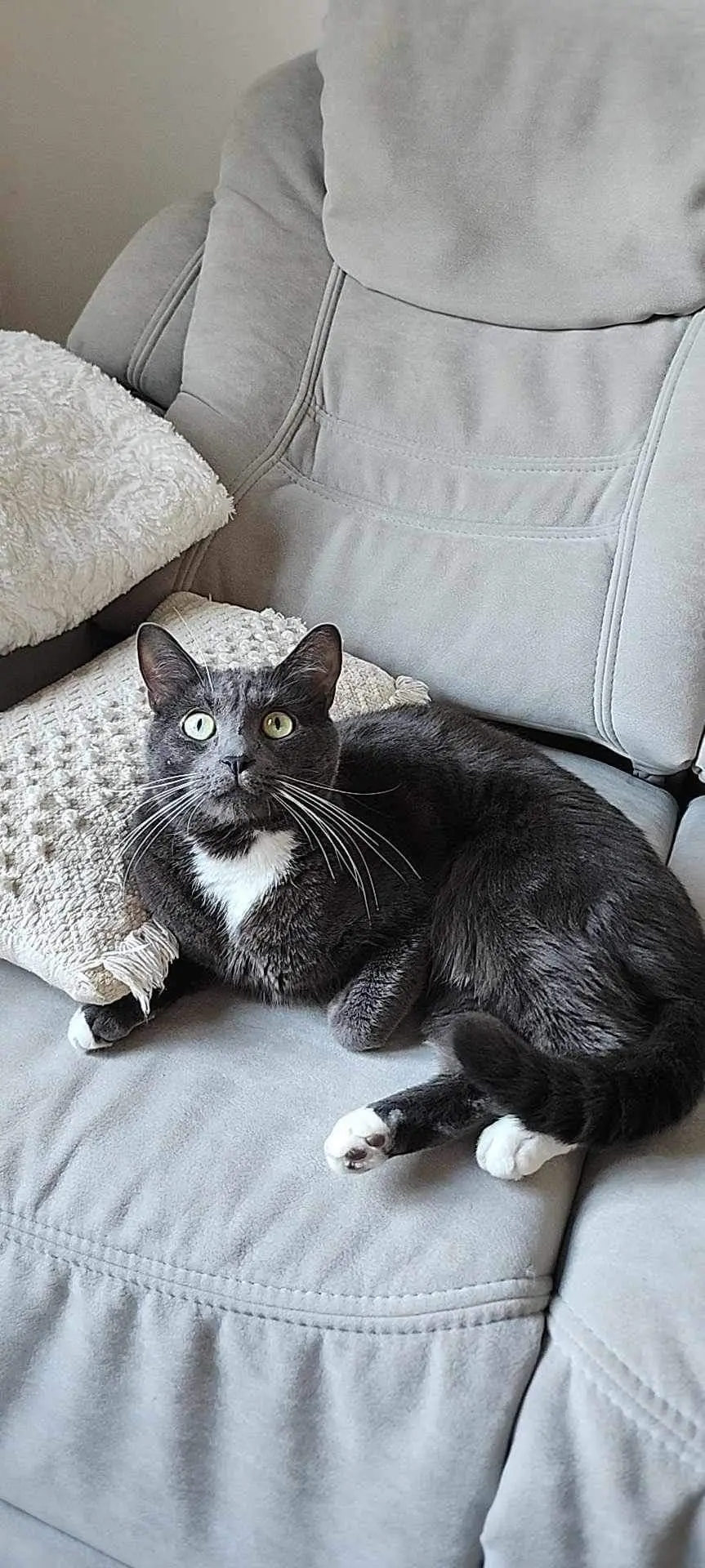 Chat Perdu 59 Nord - Shouki Chat Perdu 59 Nord - Shouki