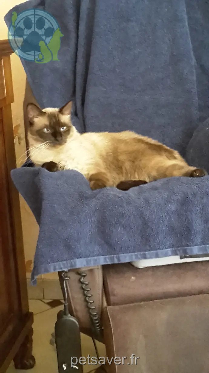 Chat Perdu 59 Nord - Siam Chat Perdu 59 Nord - Siam