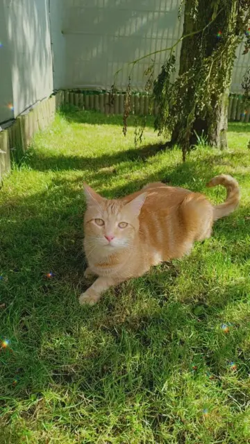 chat lost   59234 Monchecourt Simba