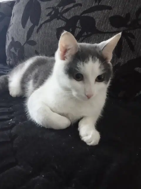 chat lost   59620 Aulnoye-Aymeries Simba