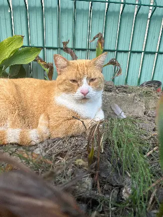 Chat Perdu 59 Nord - Simba