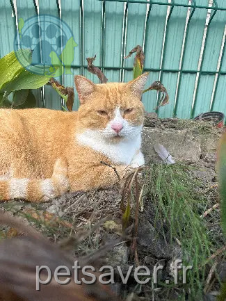 Chat Perdu 59 Nord - Simba Chat Perdu 59 Nord - Simba